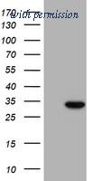 OriGene TA504363S image 1