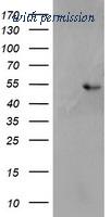 OriGene TA504364AM image 1