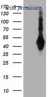 OriGene TA504372BM image 1