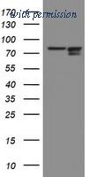 OriGene TA504420S image 1