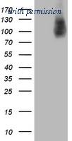 OriGene TA504422S image 1
