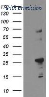 OriGene TA504423S image 1