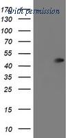 OriGene TA504428S image 1