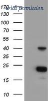 OriGene TA504437S image 1
