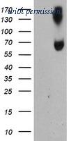 OriGene TA504441S image 1