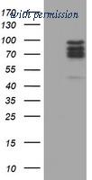 OriGene TA504473S image 1