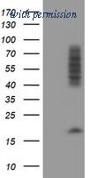 OriGene TA504475S image 1