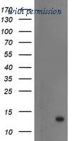OriGene TA504478S image 1