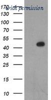 OriGene TA504526S image 1