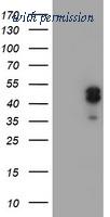 OriGene TA504527S image 1