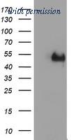 OriGene TA504528S image 1