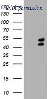 OriGene TA504532S image 1
