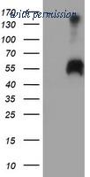 OriGene TA504562S image 1