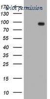 OriGene TA504590S image 1
