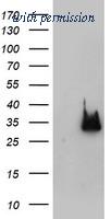 OriGene TA504597S image 1