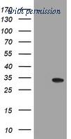 OriGene TA504598AM image 1
