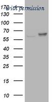 OriGene TA504604AM image 1