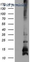 OriGene TA504610S image 1