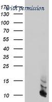 OriGene TA504620S image 1