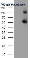 OriGene TA504623S image 1