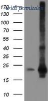 OriGene TA504632S image 1