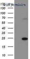OriGene TA504635S image 1