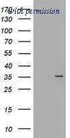 OriGene TA504639AM image 1