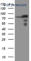OriGene TA504667S image 1
