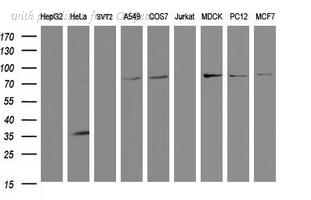 OriGene TA504668BM image 1
