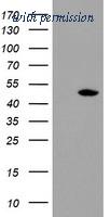 OriGene TA504675BM image 1