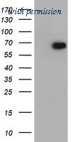 OriGene TA504703S image 1