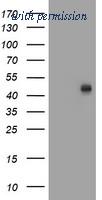 OriGene TA504707S image 1