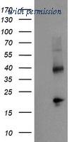 OriGene TA504709S image 1