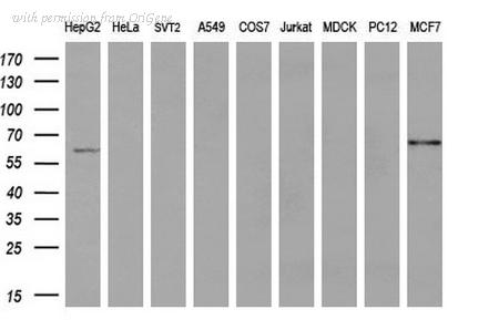 OriGene TA504711S image 1