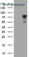 OriGene TA504720AM image 1