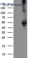 OriGene TA504730AM image 1