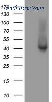 OriGene TA504735S image 1
