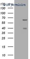 OriGene TA504737AM image 1