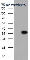 OriGene TA504741S image 1