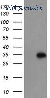 OriGene TA504746S image 1
