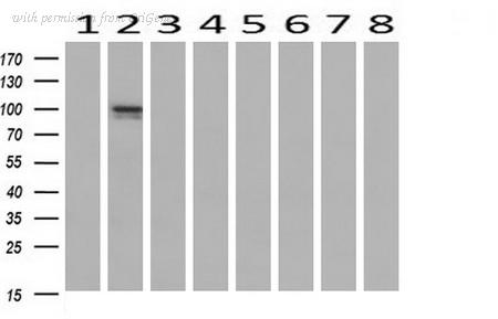 OriGene TA504757S image 1
