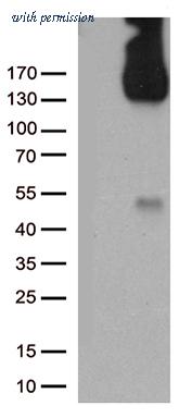 OriGene TA504759BM image 1