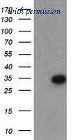 OriGene TA504764S image 1