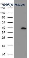 OriGene TA504765AM image 1