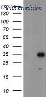 OriGene TA504766S image 1