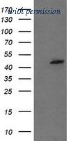 OriGene TA504772AM image 1