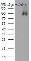 OriGene TA504774BM image 1