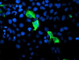 OriGene TA504785BM image 1