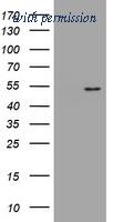 OriGene TA504787AM image 1