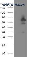 OriGene TA504789AM image 1